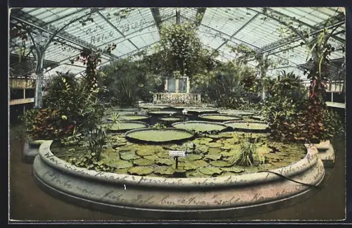 AK Frankfurt-Westend, Palmengarten im Viktoria Regia Haus