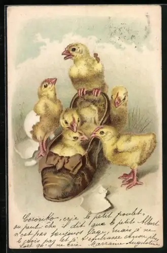 Lithographie Osterküken in einem Damenschuh