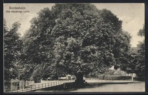 AK Bordesholm, Alte 600 jährige Linde