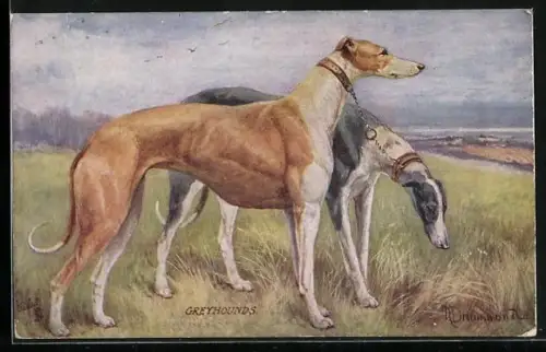 AK Zwei aneinander gekettete Greyhounds in einer kargen Landschaft