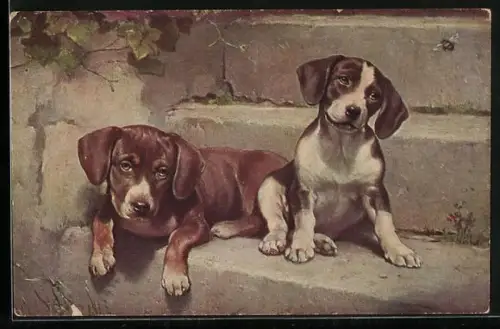AK Zwei Beaglewelpen auf einer Steintreppe