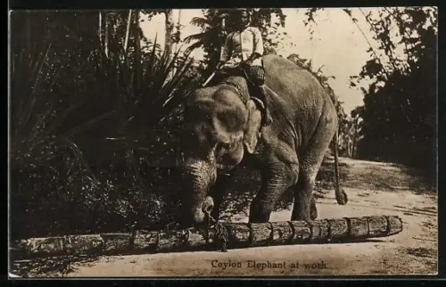 AK Arbeitselefant beim Anheben eines Baumstamms, mit Wärter auf dem Rücken