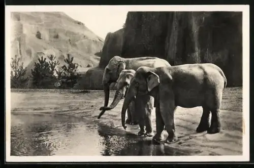 AK Paris, Parc Zoologique du Bois de Vincennes, Le Plateau des Elephants d`Asie