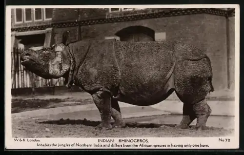 AK Indian Rhinoceros, Nashorn vor einem Gebäude