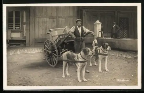 AK Hunde ziehen einen Milchkarren, Hundegespann