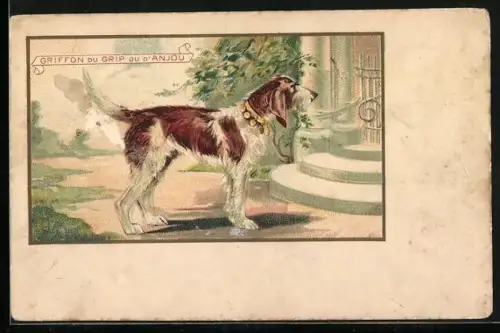 Lithographie Griffon du Grip ou d`Anjou