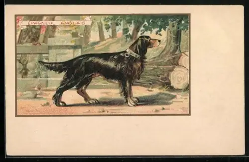AK Épagneul Anglais, Portrait