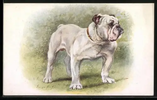 AK Bulldogge im Freien, Portrait