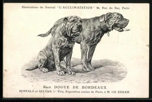 AK Paris, Exposition canine, Dogue de Bordeaux, Buffalo et Sultan, 1er Prix