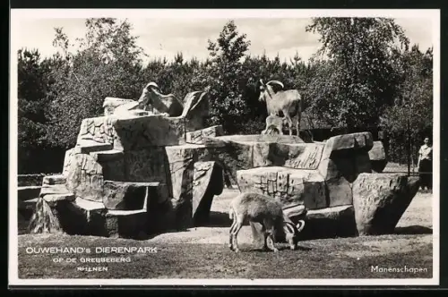 AK Rhenen, Ouwehands Dierenpark, Grebbeberg, Manenschapen