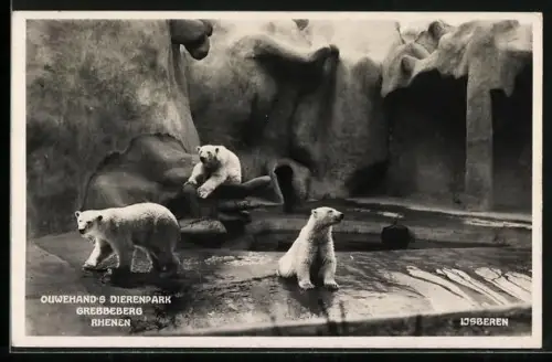 AK Rhenen, Ouwehands Dierenpark, Grebbeberg, Ijsberen