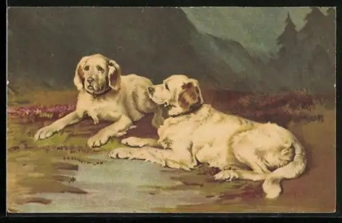 AK Rassehunde, zwei Labradore