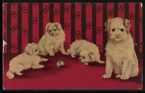 AK Vier Hundewelpen mit einem Ball