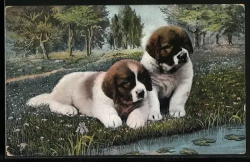 AK Zwei Neufundländerwelpen an einem Gewässer