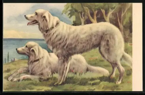 AK Zwei kräftige weisse Hunde an einem Gewässer