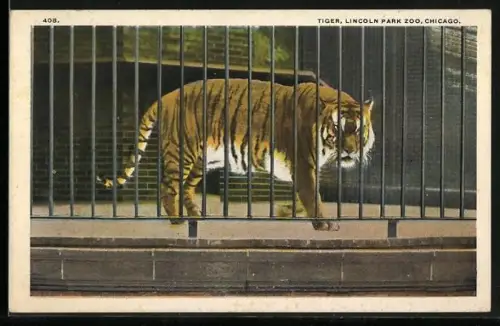 AK Chicago, IL, Lincoln Park Zoo, Tiger