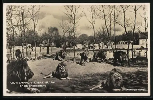 AK Rhenen, Ouwehand`s Dierenpark, Op de Grebbeberg, Leeuwen-teras