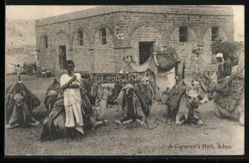 AK Aden, A Caravan`s Halt, Camels