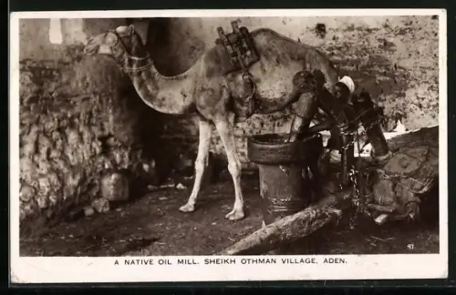 AK Aden, Sheik Othman Village, A Native Oil Mill, Camel