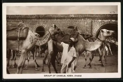 AK Aden, Group of Kamels, Partie mit Kamelen