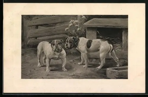 AK Zwei Boxer vor der Hundehütte
