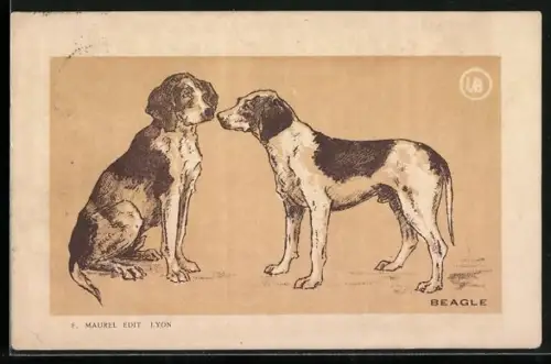 AK Zwei Beagles beschnuppern einander