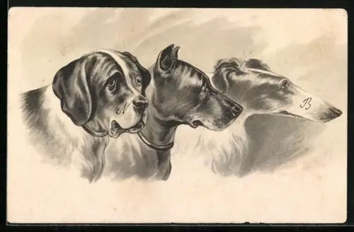 Lithographie Bernhardiner, Dobermann und Windhund, Portrait von der Seite