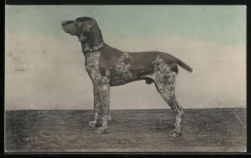 AK Münsterländer, Portrait von der Seite