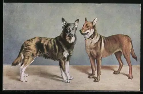 AK Zwei Schäferhunde, Portrait