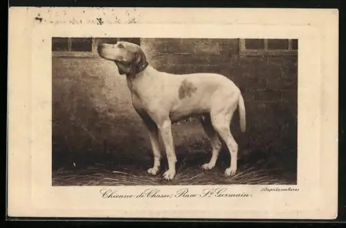 AK Chienne de Chasse, Race St. Germain, Portrait