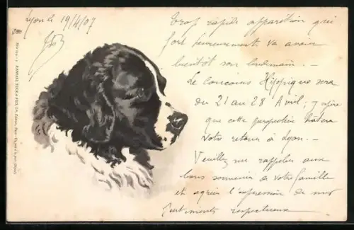 AK Bernhardiner, Kopf von der Seite, Portrait