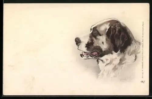 AK Bernhardiner, Seitenportrait