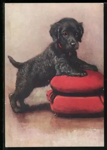AK The Irish Water Spaniel, Portrait