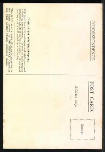 AK The Irish Water Spaniel, Portrait