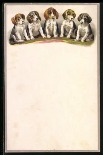 AK Fünf Jagdhundwelpen nebeneinander, Portrait