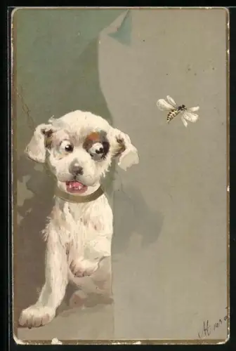 AK Terrier beobachtet eine fliegende Biene