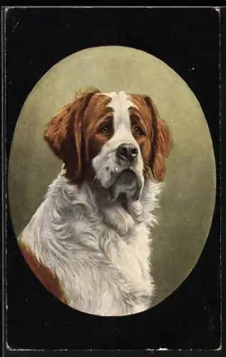 AK Bernhardiner mit sorgenvollem Blick, Portrait