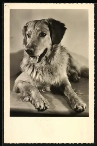 AK Liegender Schäferhund-Mischling, Portrait