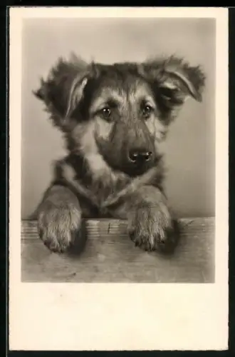 AK Junger Schäferhund, Portrait
