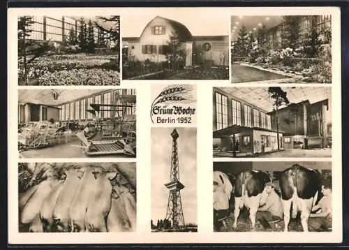AK Berlin, Grüne Woche 1952, Ausstellungsgebäude, Schweine, Kühe, Innenansichten