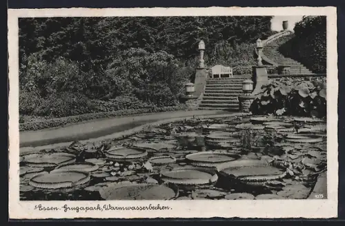 AK Essen, Gruga-Park, Warmwasserbecken und Treppenaufgang