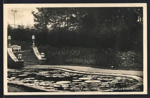 AK Essen, Gruga-Park, Warmwasserbecken mit Victoria regia