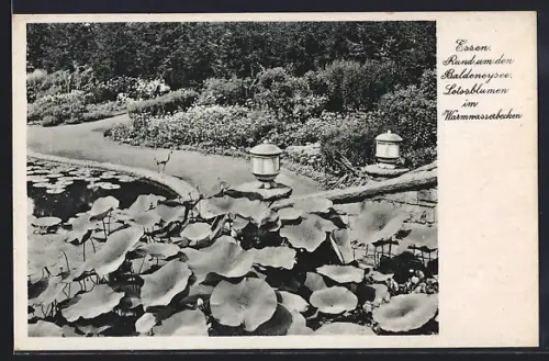 AK Essen, Grugapark, Lotusblumen im Warmwasserbecken