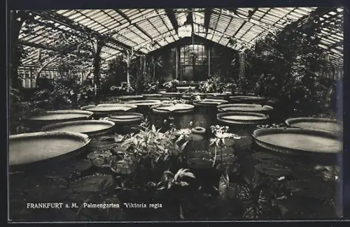 AK Frankfurt-Westend, Palmengarten Viktoria regia