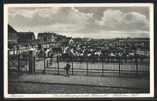 AK Husum / Nordsee, Blick auf den Viehmarkt voller Rinder