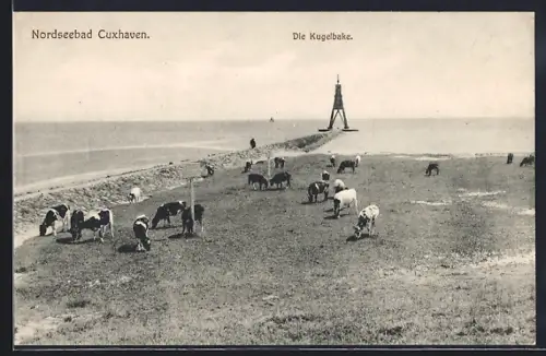 AK Cuxhaven, Die Kugelbake, Kühe am Meer