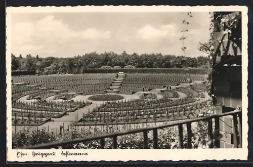 AK Essen, Grugapark, Dahlienarena