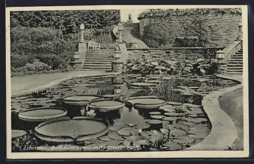 AK Essen, Gruga-Park, Victoria regia im Warmwasserbecken