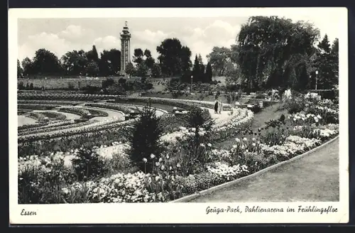 AK Essen, Dahlienarena im Gruga-Park