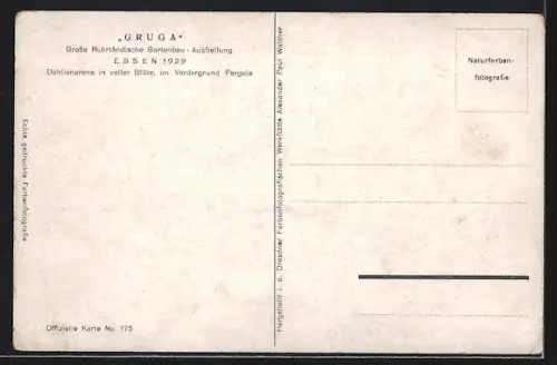 AK Essen, Grosse Ruhrländische Gartenbau-Ausstellung Gruga 1929, Dahlienarena in voller Blüte